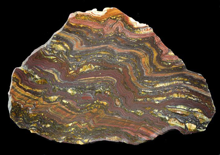 Polished Tiger Iron Stromatolite - ( Billion Years) #42582